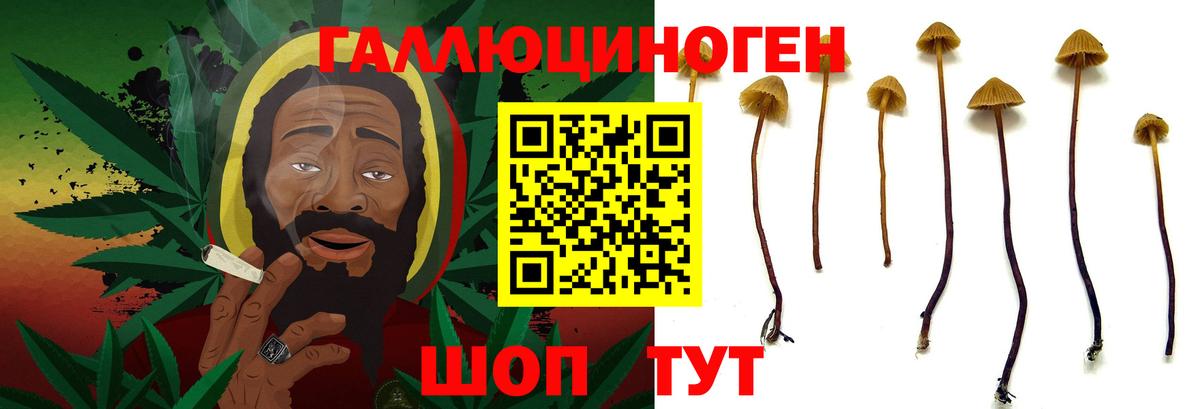 Псилоцибиновые грибы Psilocybe Махачкала